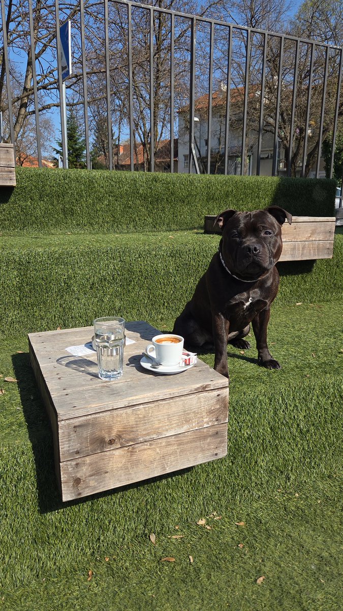 mops (Saša) 🦖🐾🐕 tweet media