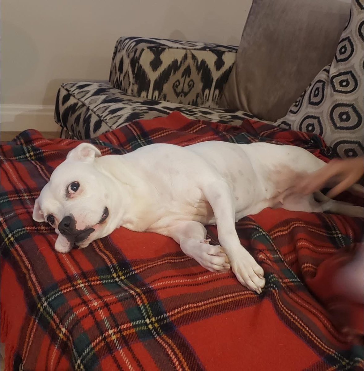 Dogs 4 Rescue tweet media