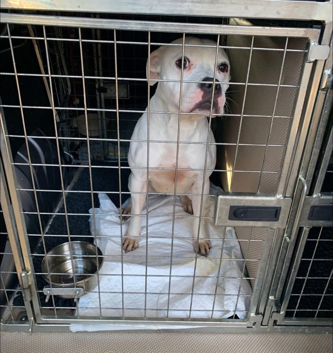 Dogs 4 Rescue tweet media