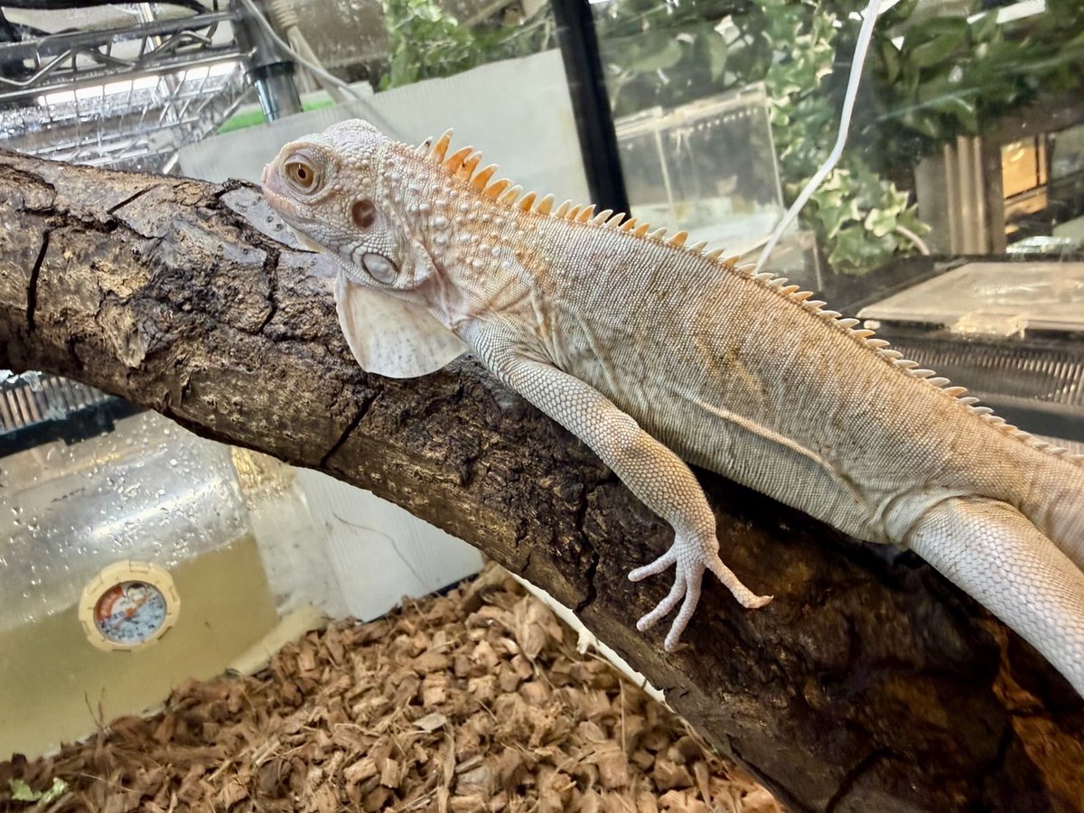 SAURIA守口店 tweet media