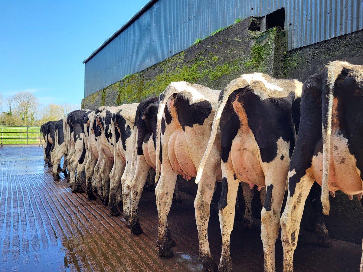 JohnOSullivann's tweet photo. Just 1 day to go! 
The Lisduff Spring Sale is 
tomorrow March 20th at 11am in Corrin mart.
Catalogue link below 👇
https://t.co/Wa11IVKdnv https://t.co/dM1F9cgA1j