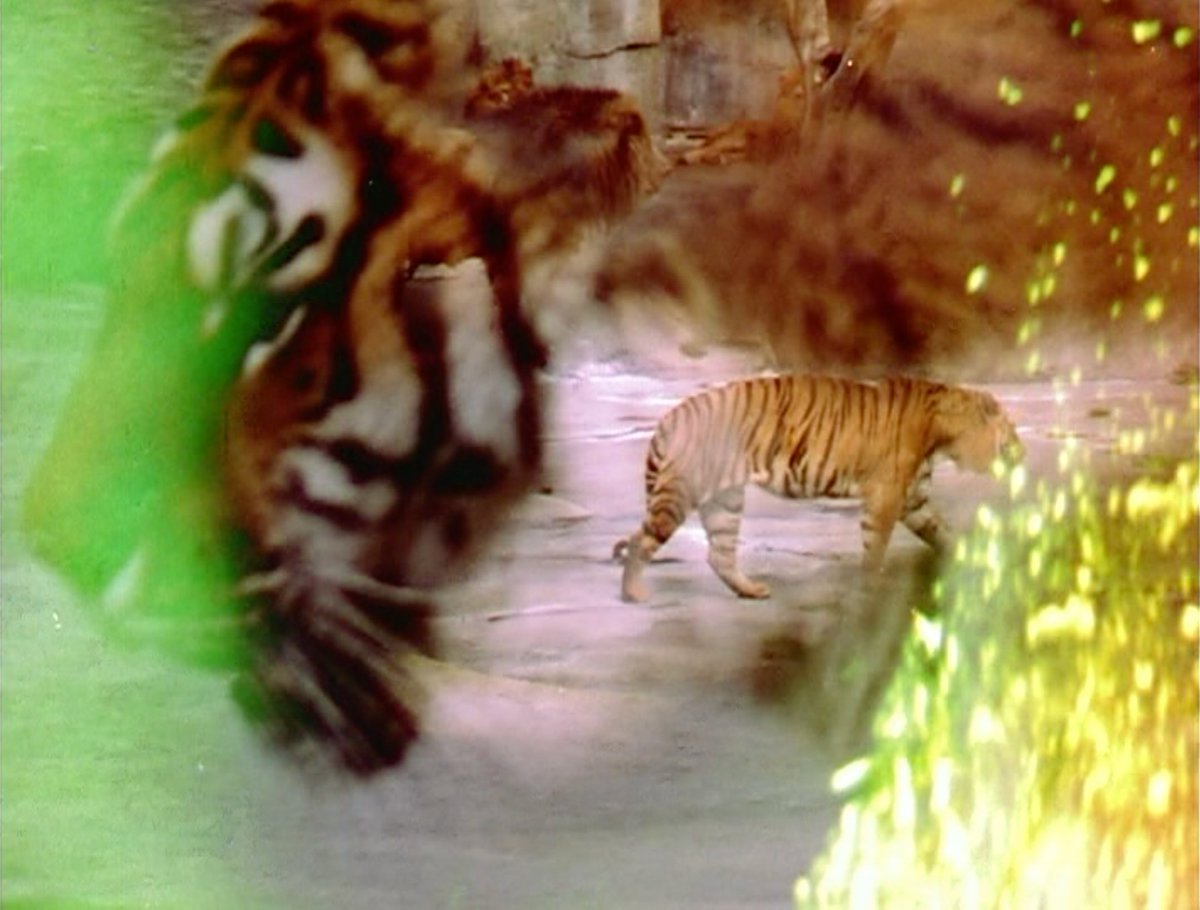 christian tweet media