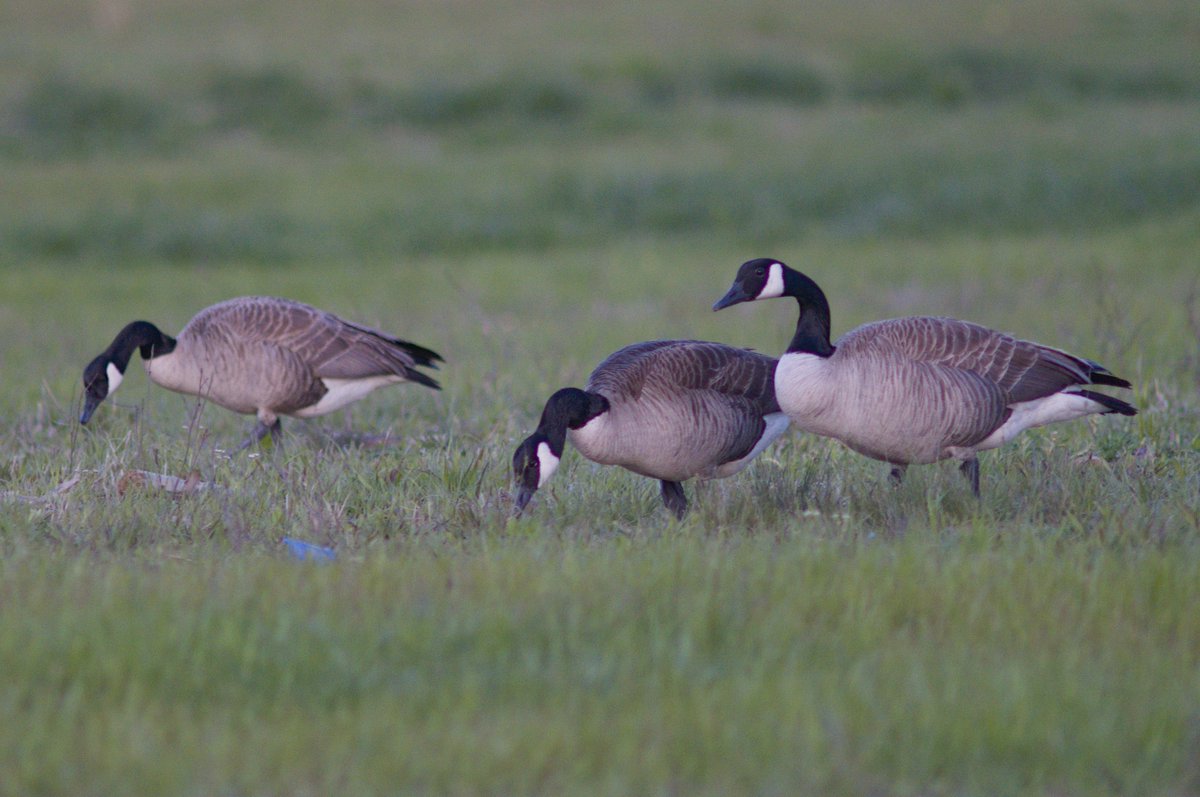 Intheyonderconifers tweet media