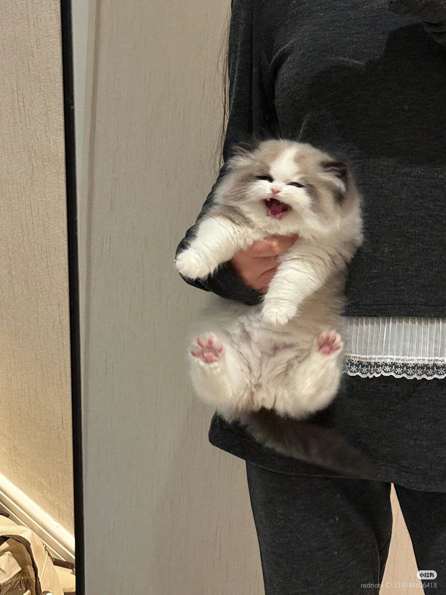 No Context Cats tweet media