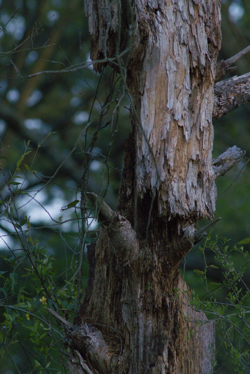 Intheyonderconifers tweet media