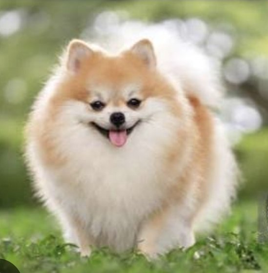 Traductor 🥹💕💐 tweet media