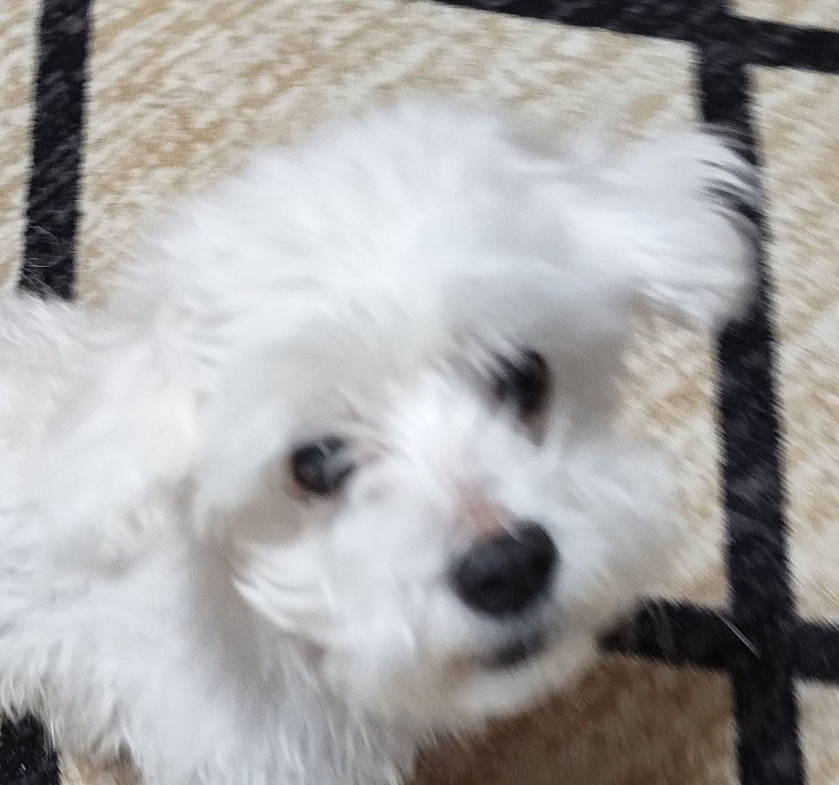 仮面道KAMENDO tweet media