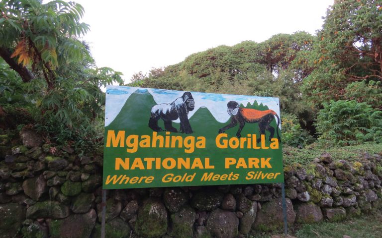 QariTravel's tweet photo. mgahinga gorilla national park is a premier mountain gorilla safari destination, located in Kisoro district. This is Uganda's smallest park extending up to https://t.co/yhedRfXTgo, home of 76 mammal species including forest elephants, buffaloes, bushbucks, black fronted duikers https://t.co/rXKKArs9XK