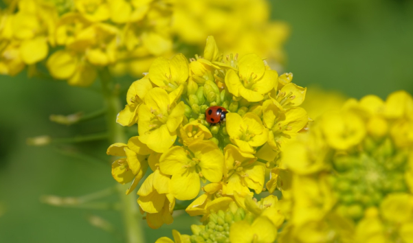 【公式】クリーン計画プロープル株式会社 tweet media