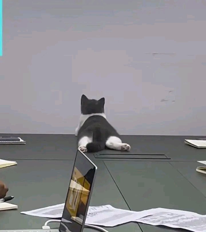 No Context Cats tweet media