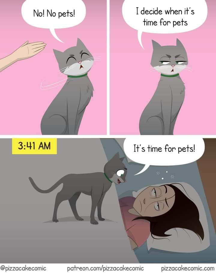 Posts Of Kittens🐾 tweet media