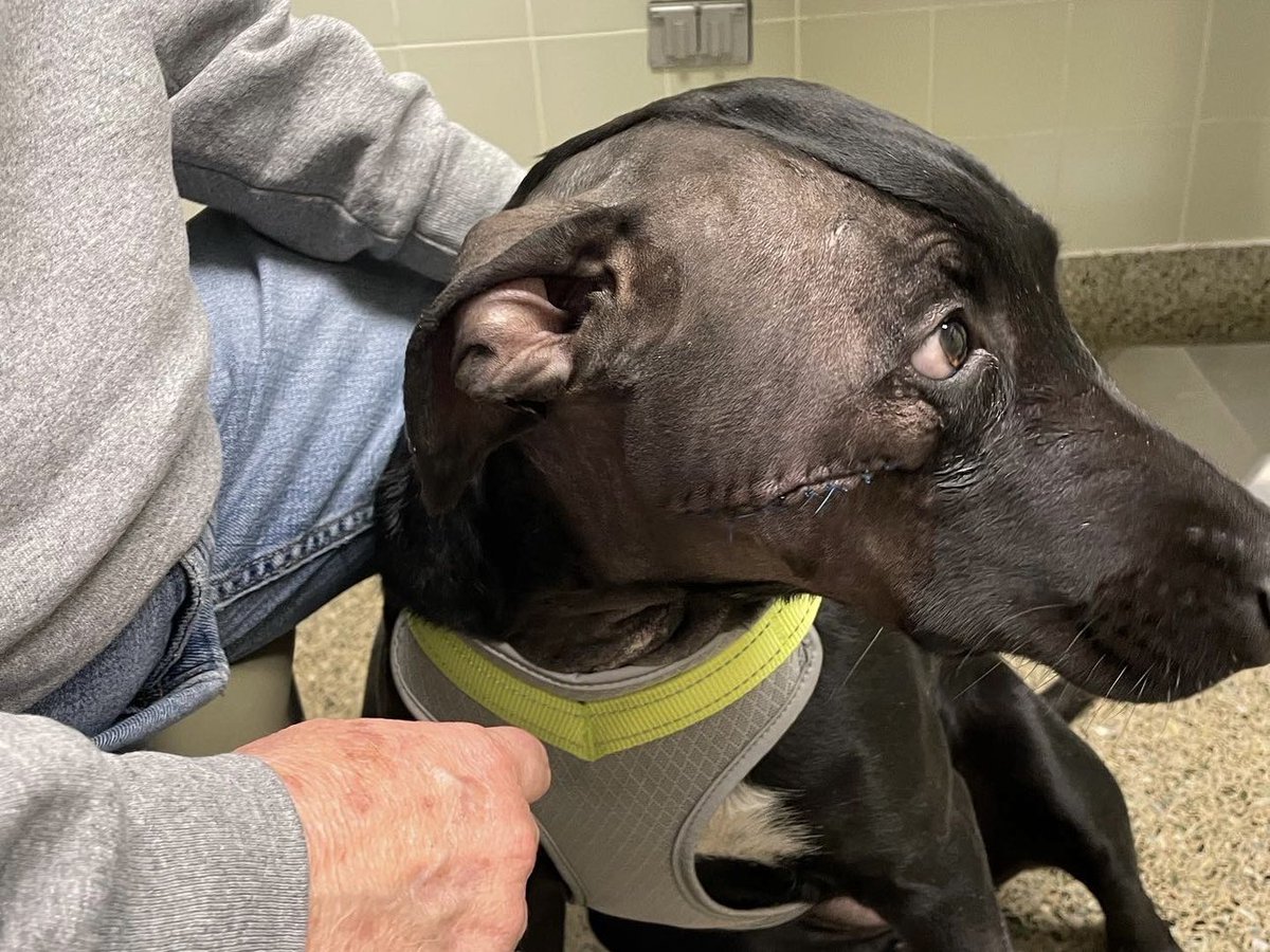 Lindsay Briggs tweet media