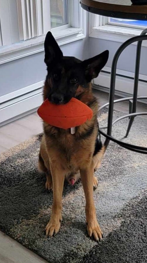 Johnny Bonito tweet media