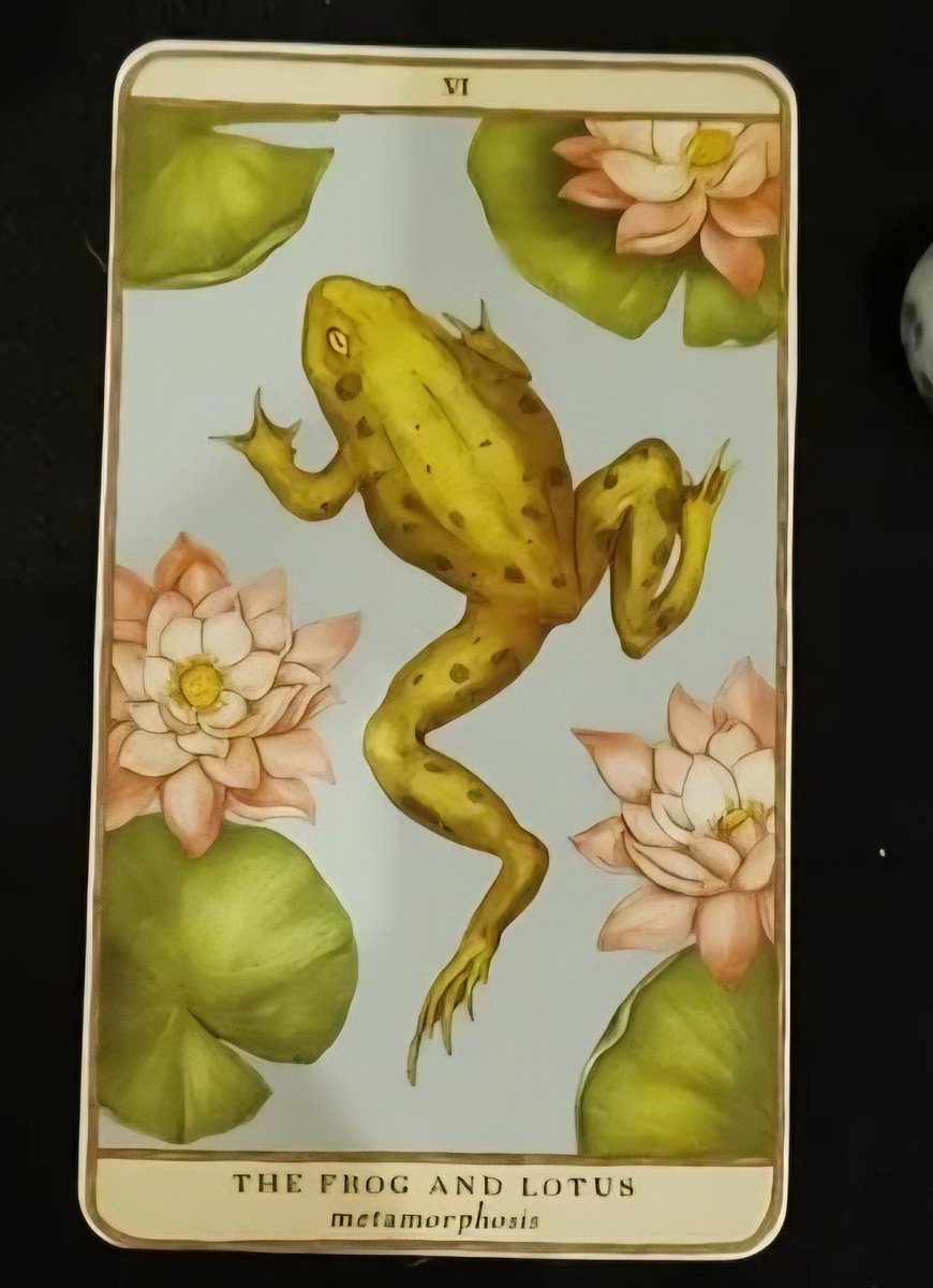 White Rabbit Oracles tweet media