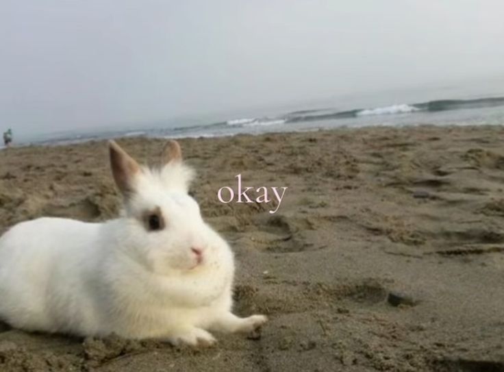 bertа 🕷 tweet media