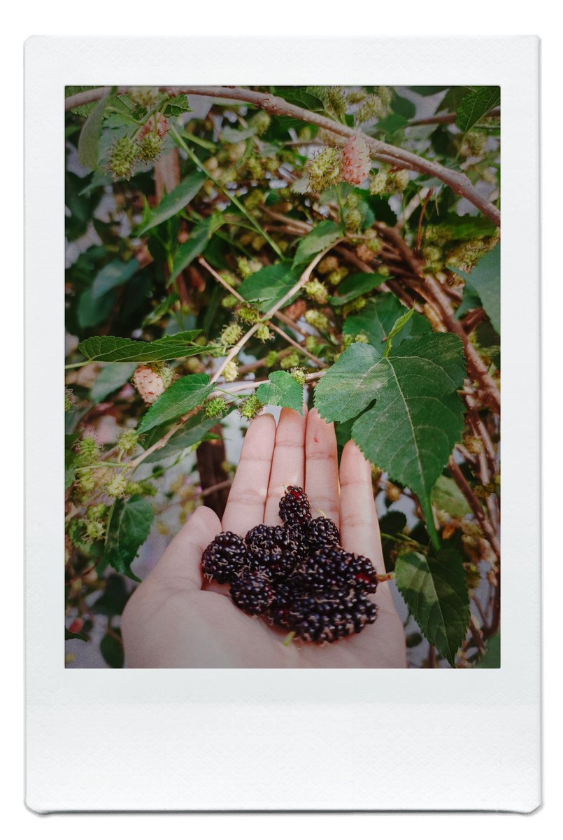 Khaleesi Of Chaos tweet media