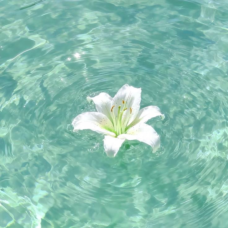 blossom. tweet media