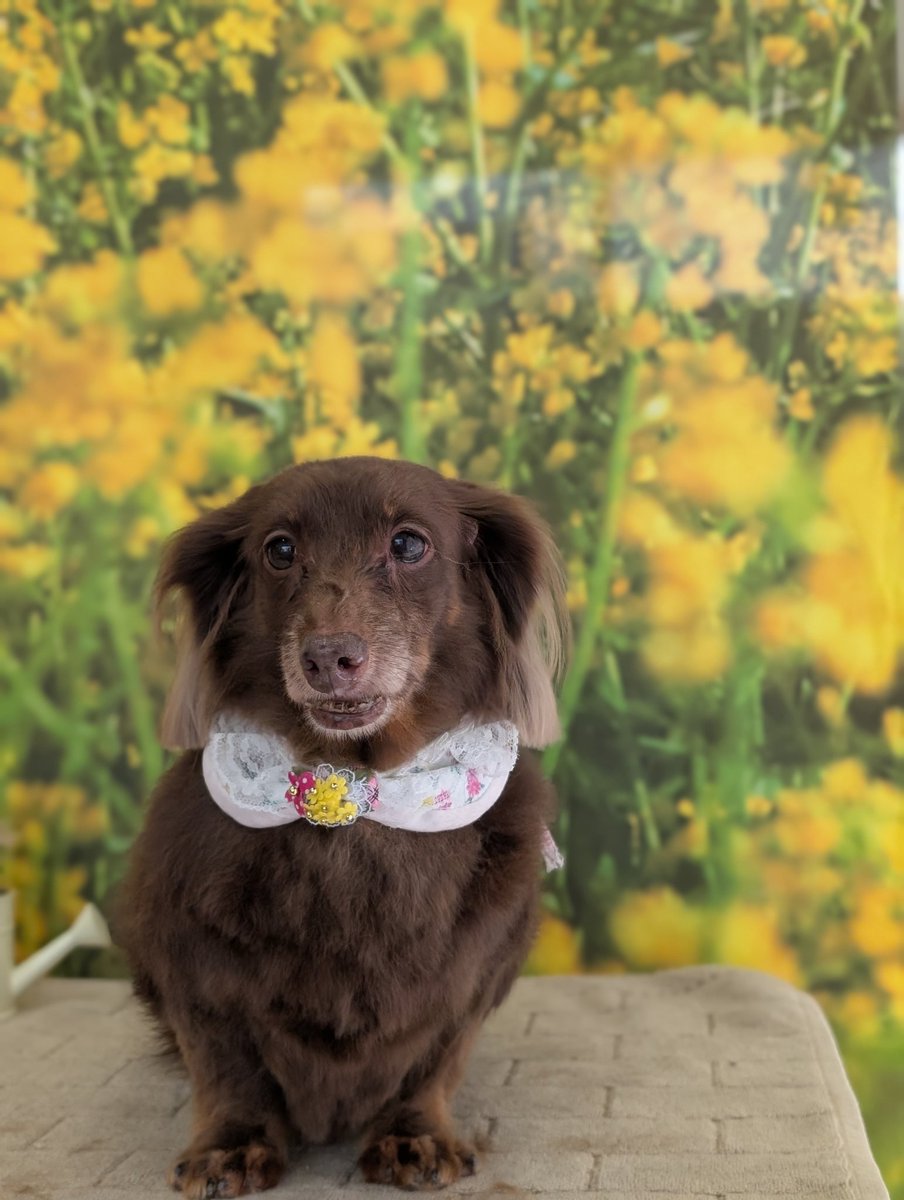 ペットサロン バーム tweet media