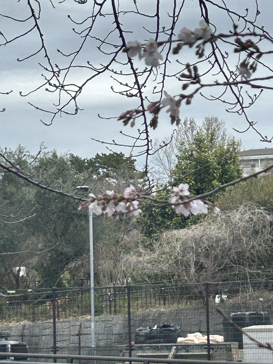 chiedus's tweet photo. 目黒川の桜🌸咲いてるところ見つけました〜😆#さくらまつり  #さくら  #目黒川 https://t.co/XjH5mVp0nv