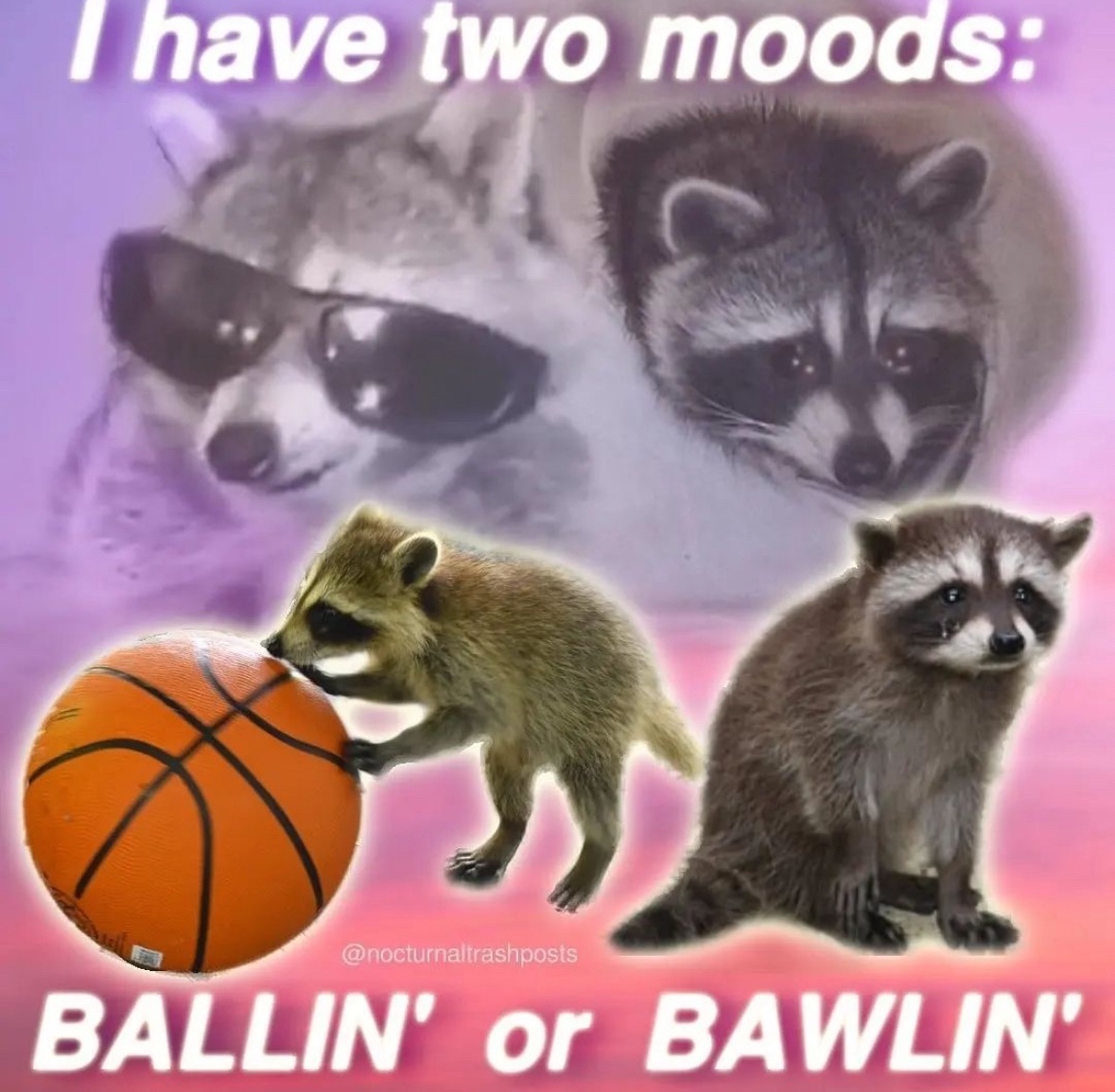 raccoon aesthetic. tweet media