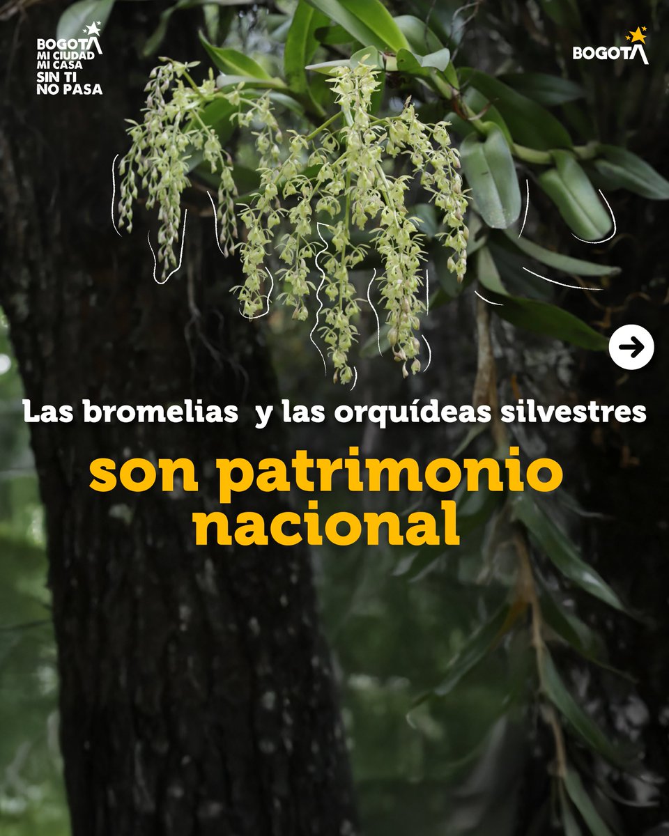 Secretaría de Ambiente tweet media