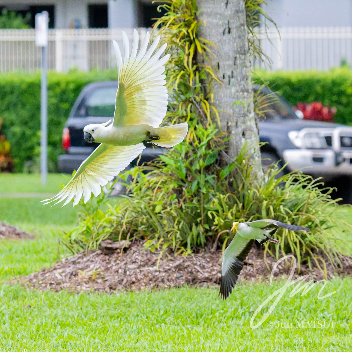 Jun MATSUI tweet media