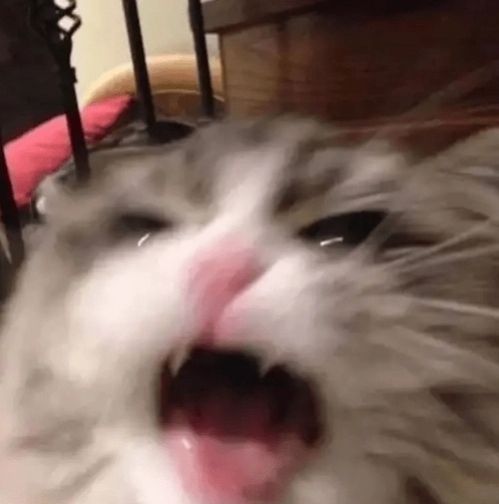 Lann 🧙 (LannIAm) tweet media