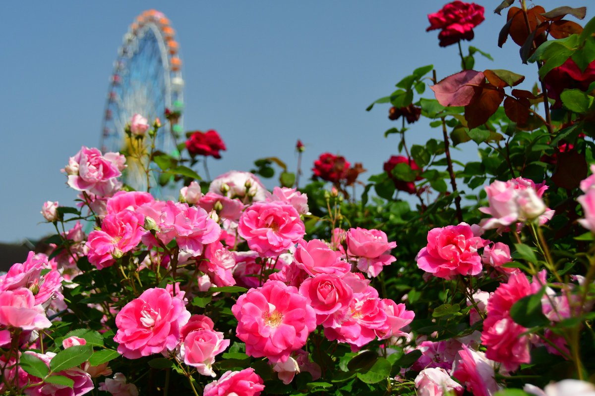 国営ひたち海浜公園【公式】 tweet media