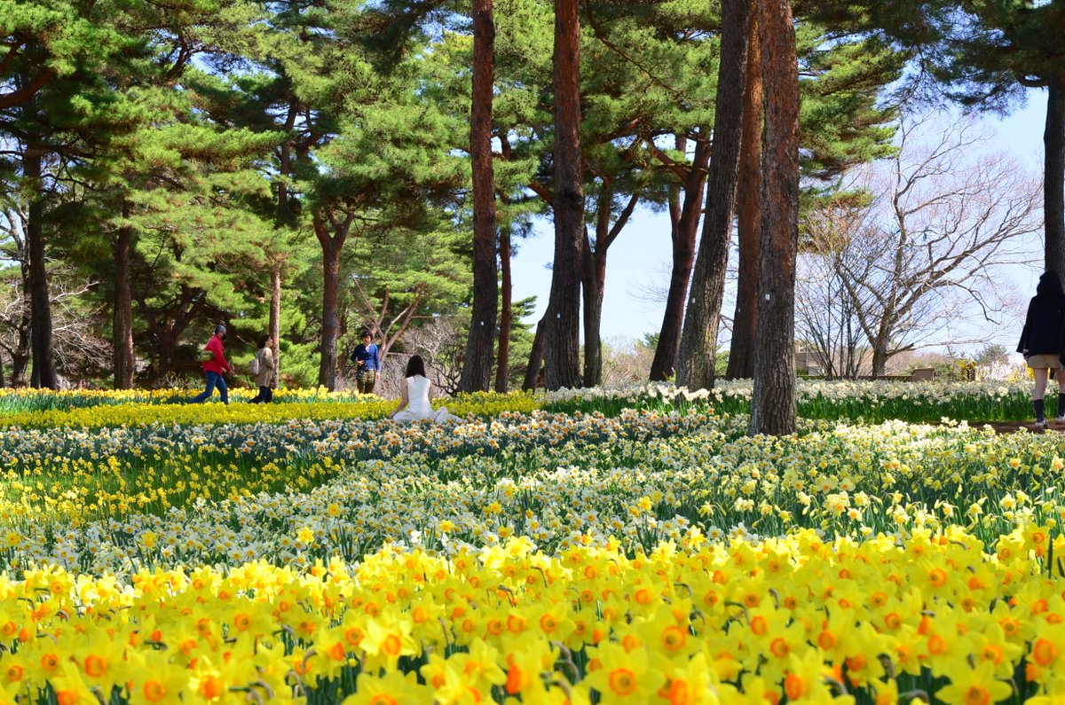 国営ひたち海浜公園【公式】 tweet media