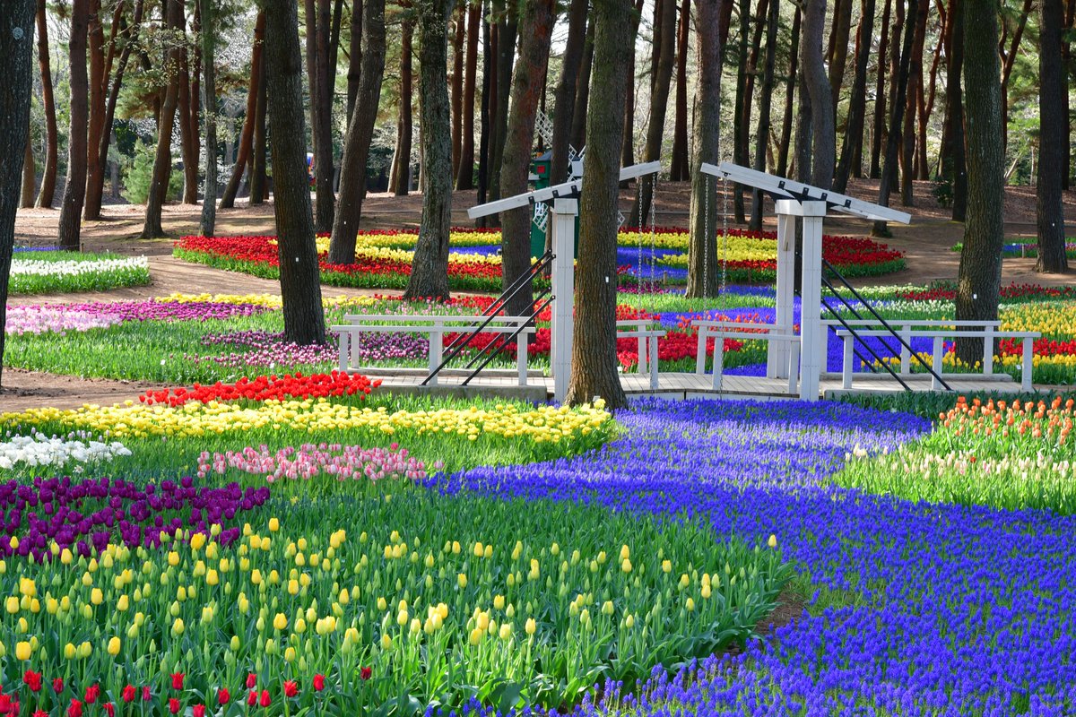 国営ひたち海浜公園【公式】 tweet media