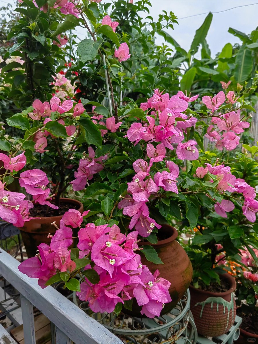 Emmanuel tweet media