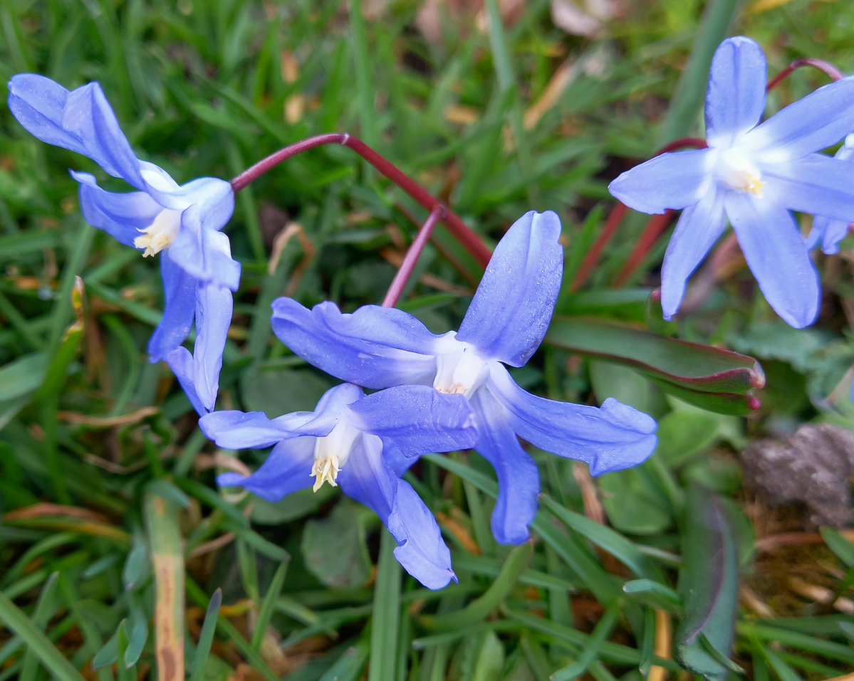 Neto 🌹🕊🌹PAZ صلح PAIX мир 平和 BARIŞ سلام 평화 शांति tweet media