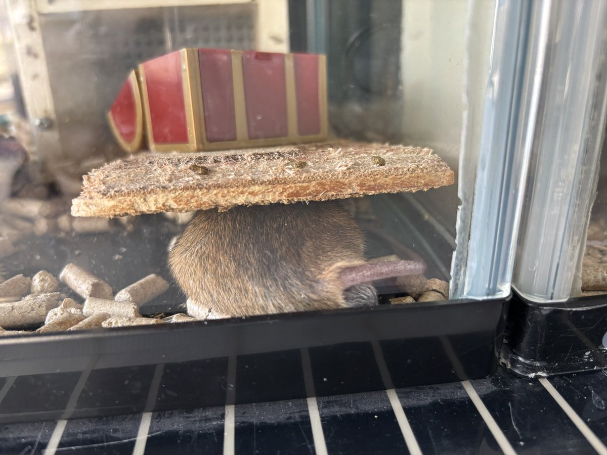 和歌山県立自然博物館 tweet media