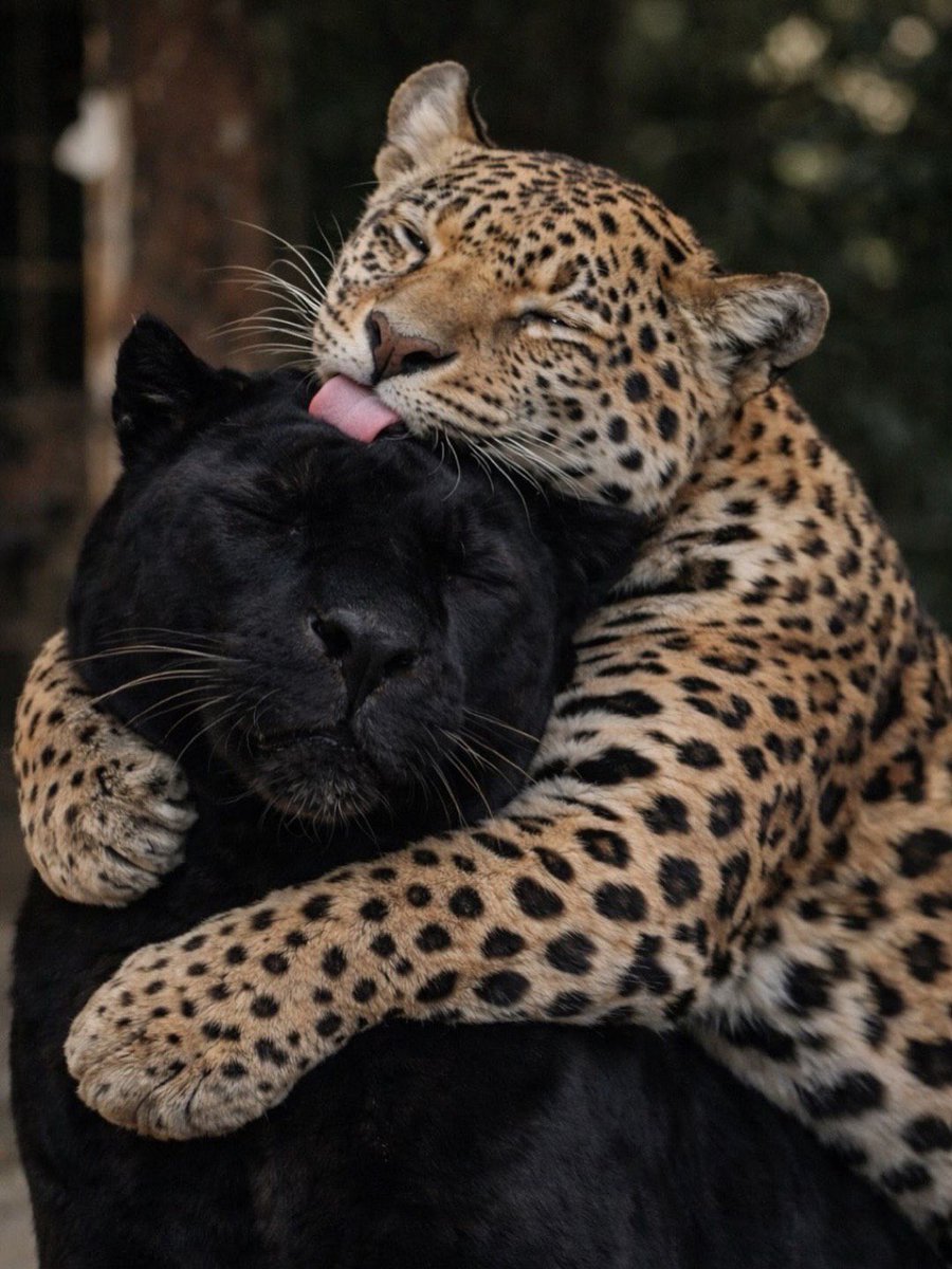 ✺ 𝖫𝖺𝗌𝗍𝗂𝗇𝗅𝗂𝗇𝖾 tweet media