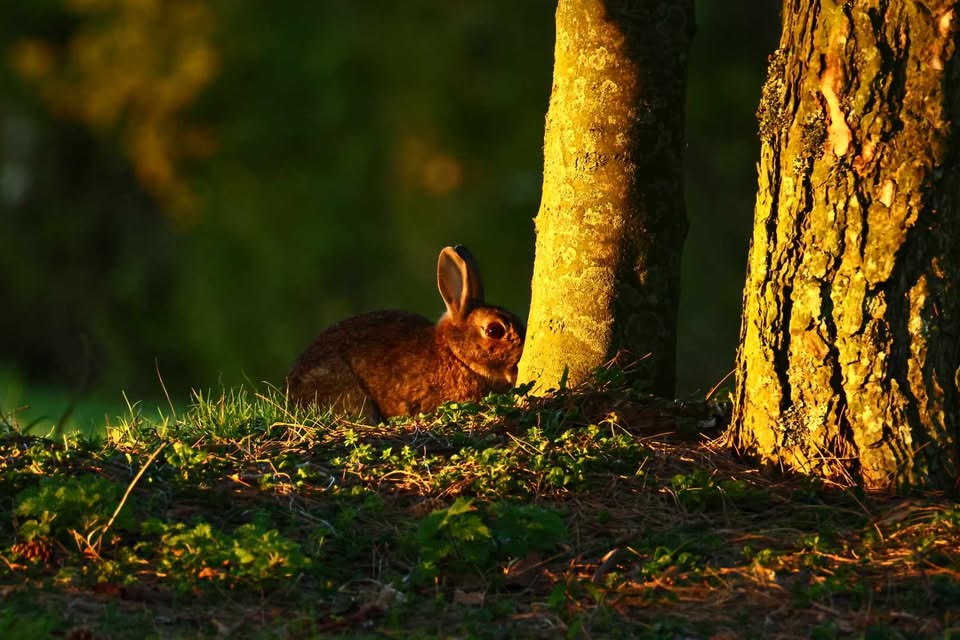 BBC Sussex tweet media