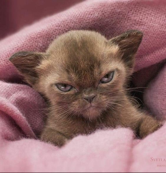 The Cats 𝕏 tweet media