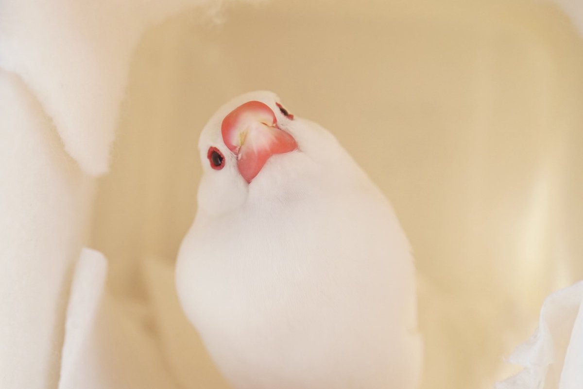 ホイップクリームの妖精