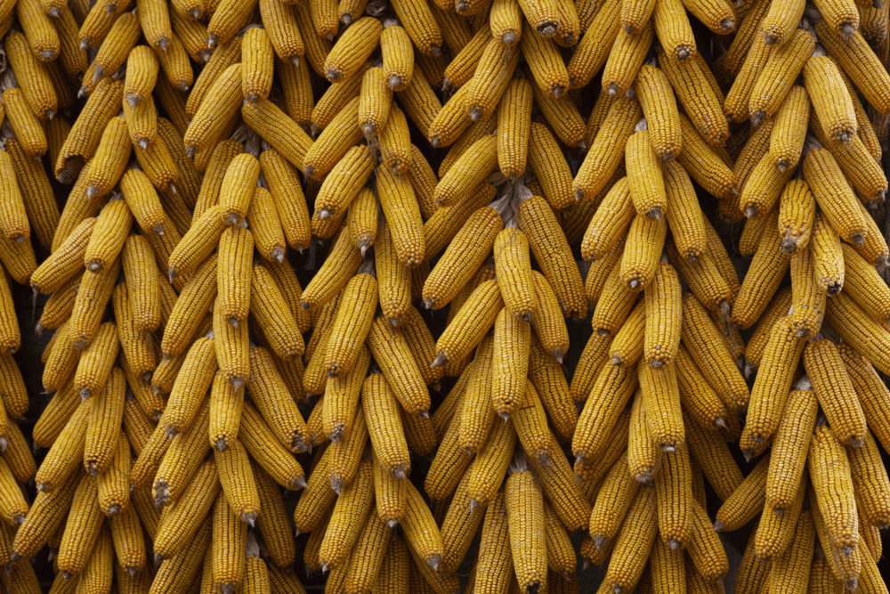 Agriculture by S&P Global Energy tweet media