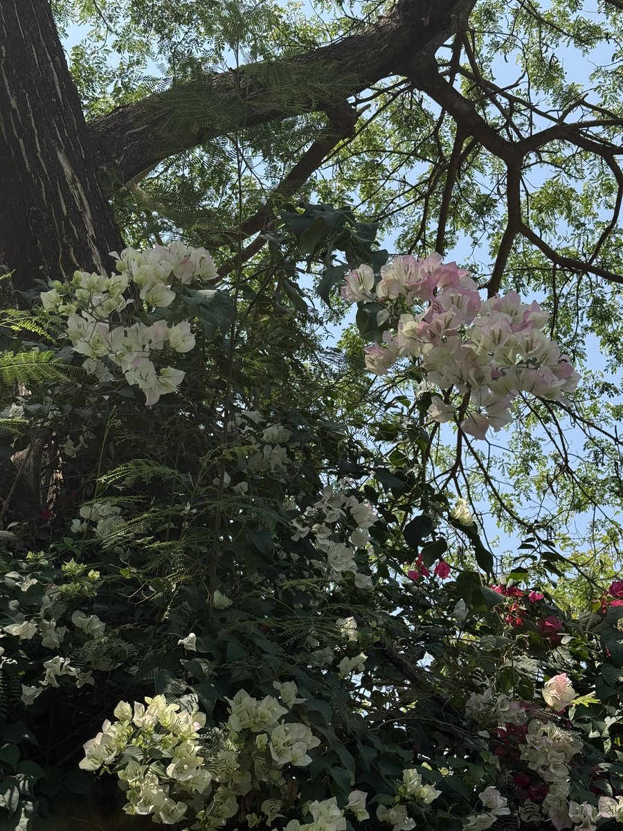 星星菌🦖| MemeMax⚡️ tweet media