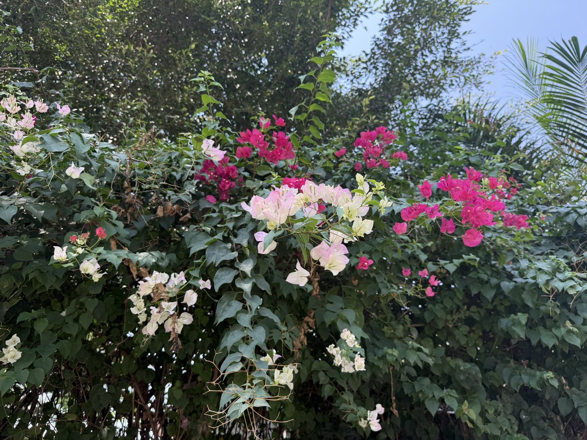 星星菌🦖| MemeMax⚡️ tweet media