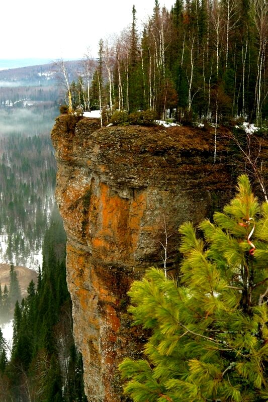 И на камнях растут деревья! Пермский край, река Вишера, скальный массив Ветлан высотой 100м, март. Фото с соседней скалы. Видите ленточку на молодом кедраче вблизи? О чём это говорит? Что народ здесь шастает только так! Кедрач над пропастью, но на память что-то оставить надо! 😉