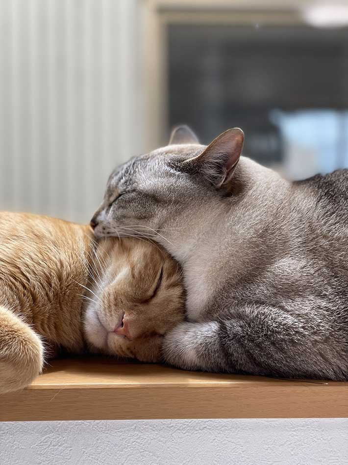 ビースト tweet media