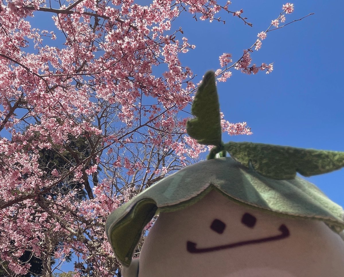 おいもや🍠 tweet media