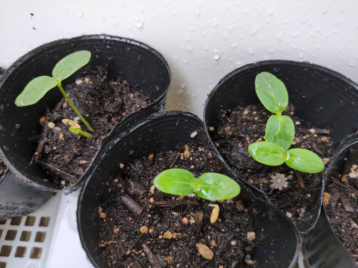 まお
農学部新2回生
我が部の紅一点。
お金が足りずまだ免許は取れていないが将来はスカイラインに乗りたいらしい。
イケてるセダンを乗り回すイカした女になるのが楽しみな逸材である。