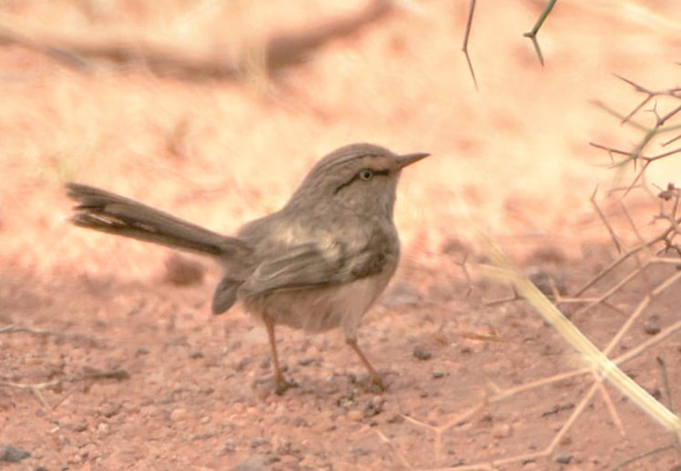 Barcelona Birding Point tweet media