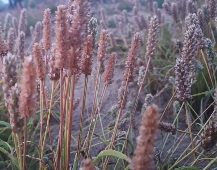 Devi Choudhary tweet media