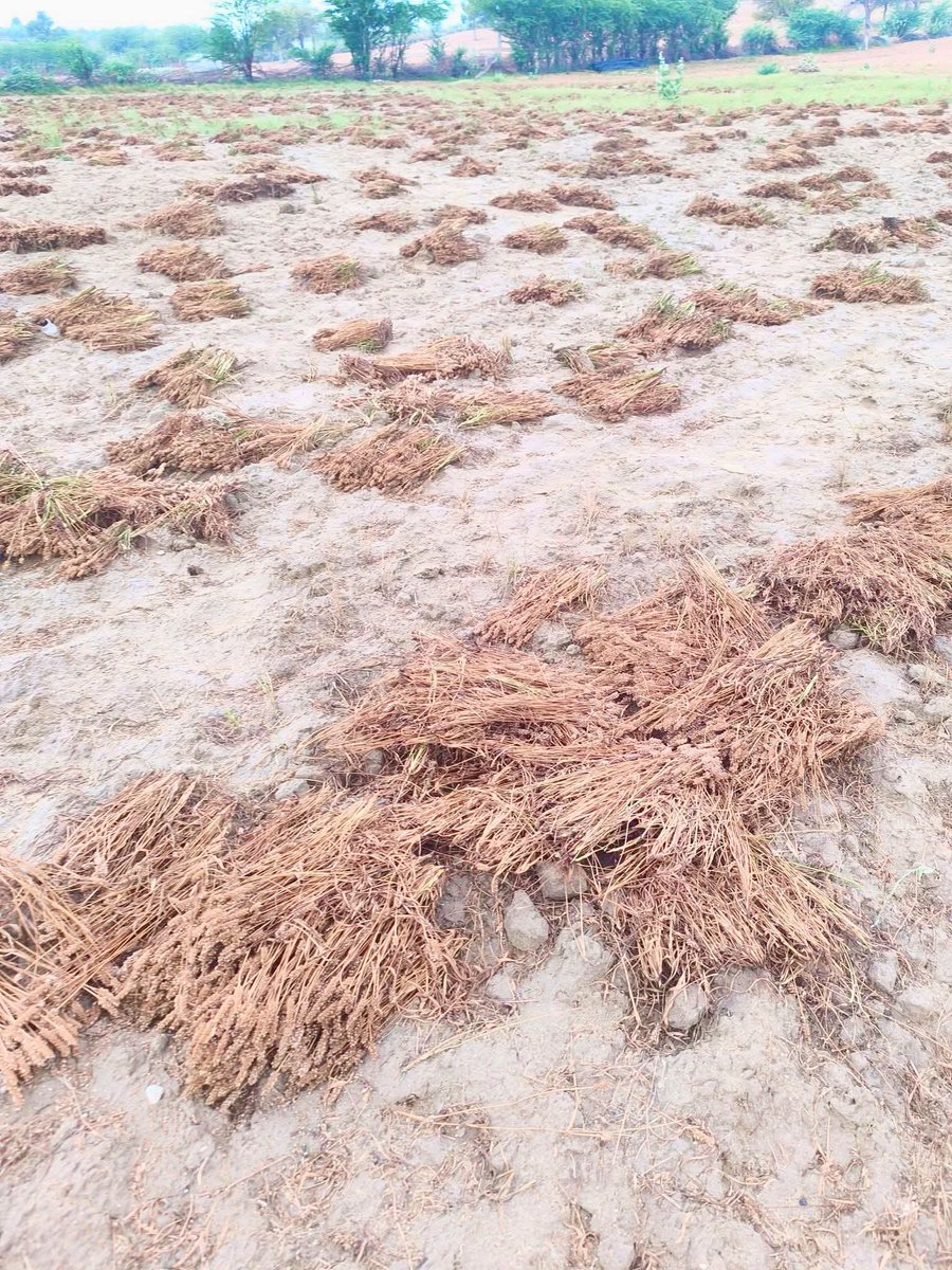 Devi Choudhary tweet media