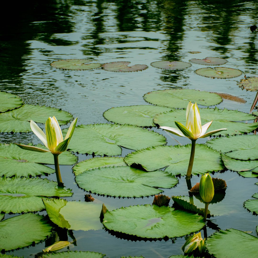 Isha Tamil tweet media