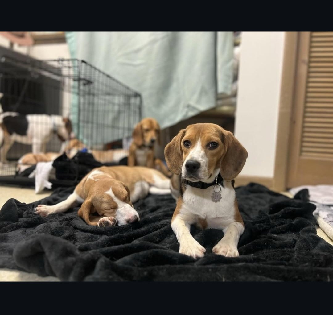 Wayne Hsiung tweet media