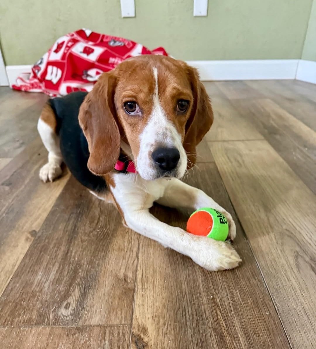 Wayne Hsiung tweet media